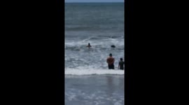 Sea lion chases swimmer out of sea at Argentinian beach