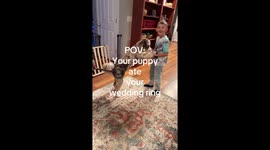 Couple using metal detector to locate missing wedding ring find out the dog has swallowed it