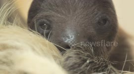Baby sloth born in time for Christmas at Vienna Zoo