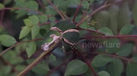 Cute Oleander hawk-moth caterpillar looks like real-life Pokemon