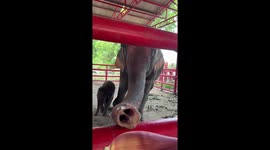 Carer feeds banana blossom to mother elephant in Thailand
