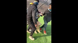 Fearless Golden Retriever goes paragliding with owner in China