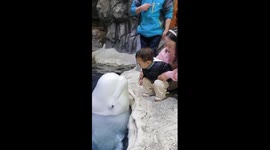 Beluga whale kisses toddler crouching by poolside