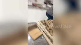 Owner shocked as cat brings live squirrel into house