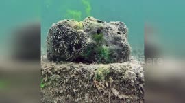 This is how sponges keep water clean