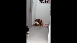 Dog and cats share a bed for warmth in Jiangxi Province
