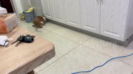 Cat slides smoothly before hiding under the cabinet in Anhui, China