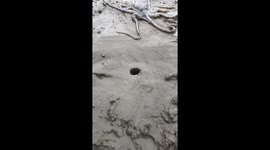 Octopus squeezes into a hole in Fujian, China