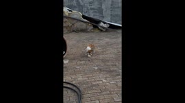 Corgi struggles to bite and put two buns in its mouth in Changzhi, China