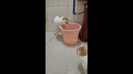 Unafraid cat plays with water in Guangzhou, China