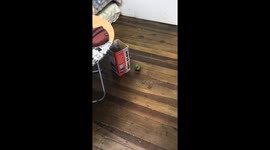 Green parrot flaps wings and responds to owner in Santiago, Chile