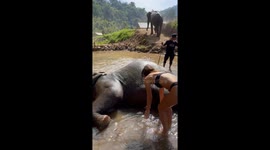 Tourist falls while bathing with elephants in Chiang Mai, Thailand