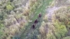 Dog forms unlikely friendship with bears in Kamchatka, Russia