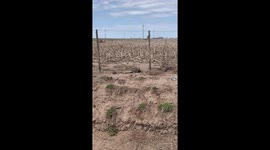 Big lizard attacks man in Teodelina, Argentina