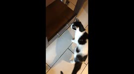Clever Cat Home Alone