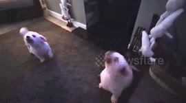 Get ready to spread some Christmas cheer with the most adorable Bichon Frise singing dogs you've ever seen! In this heartwarming video, our furry friends are singing along to the classic Christmas carol