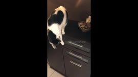 Clever Cat Home Alone 2