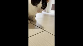 Cat vs Ladybird
