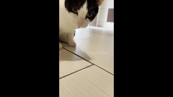 Cat vs Ladybird