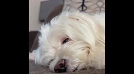 My dog in REM asleep dreaming