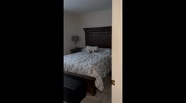 Dog getting ready for bed and gets caught
