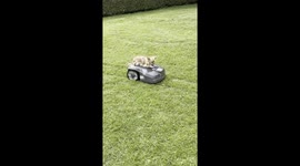 chihuahua turns the PEL