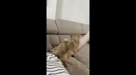Female cute chihuahua playing