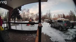 Moose Charges Loose Dogs