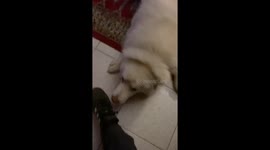 I Play Paw Defender With My Dog - Doggy Pinball