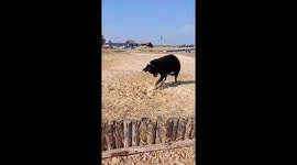 Adventures with Ashe the German Shepherd,