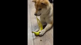 Cute Shiba Inu dog eating banana
