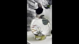 Thirsty Cat