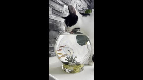 Thirsty Cat
