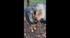 Angel the German Shepherd wants to tease with her Frisbee. No Mom you can't have it.