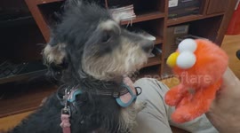 After discovering Kleenex in the magic pocket, playful dog does not want her favorite toy.  She pushes it away tries to dig into that pocket again :)