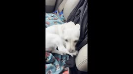 Dog Hides When Confronted With Chewed Slipper