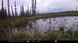 Wolves Stalk Moose In Pond