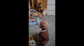 My pug Kjelle is very angry that he can't go for a walk right now. His human brother think his barking is hilarious and that  makes Kjelle even more angry.
