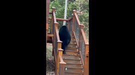 Black Bear Inspects Cabin Steps