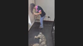 Enough Trimmed Hair For A Second Dog