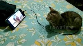 A cute little kitten is enjoying watching a movie on her mobile
