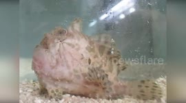 Japan: Breakthrough Discovery Reveals Unique Motor Control System in Frogfish’s 'Fishing Rod'