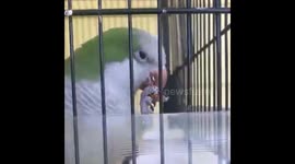 Talking parrot thinks his almond treats are yummy and says it out loud