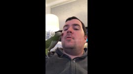 Cute little parrot laughing