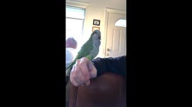 Cute Laughing Parrot
