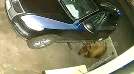 Man Jumps Out Of Bed To Deter Bears From Car