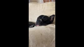 It’s a dog’s life!  Inseparable Bully and Frenchie chilling together.