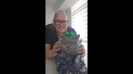 How to wrap your cat for Christmas 2024 version! By the original creator of How to Wrap your cat for Christmas 101 (2017)