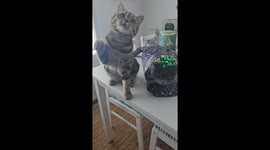 Bonnie BonBon the Scottish Shorthair and her Big Brother from another Mother cat, Scooter (complete in Christmas wrap) steal your hearts!