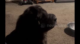 Fluffy Shar Pei tongue tricks